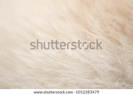 An abstract fair fluffy silk texture