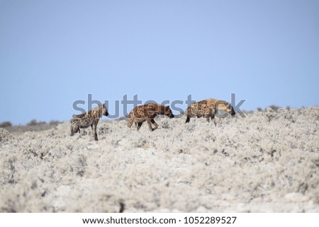 Three hyenas at Etosha national park (Namibia)