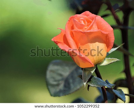 A singe orange rose on the background of soft focus garden, Spring in GA USA.