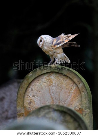 A moody winter photo, an owl landing on the tombstone. Barn Owl, Tyto alba