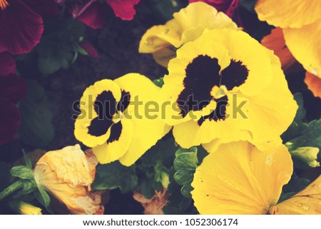 beautiful spring background with a beautiful pansy in the warm sun