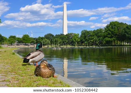 Ducks in the pool of the Constitution Gardens Park with Washington Monument and its reflection background - Washington DC United States of America