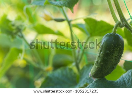 One green ripe cucumber on a bush among the leaves. Cucumber on the background of the garden.