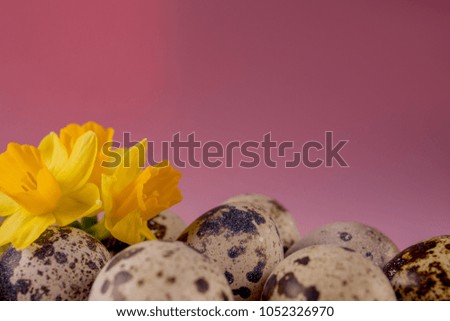 Quail eggs on a pink background close-up