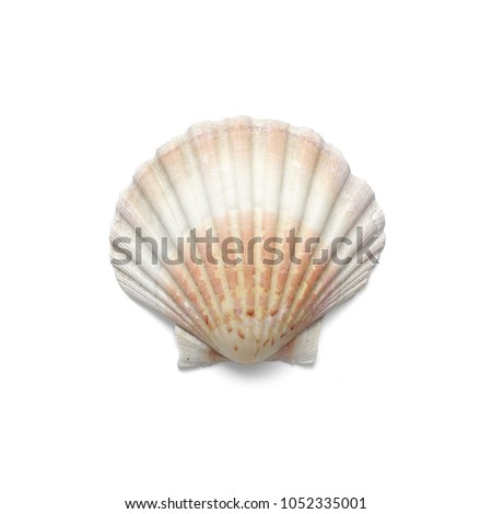 
Isolated shells with white Background. Royalty-Free Stock Photo #1052335001