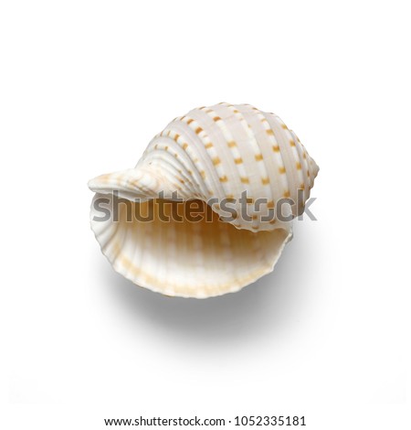 
Isolated shells with white Background.