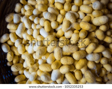 silkworm cocoons shell, source of silk thread and silk fabric.