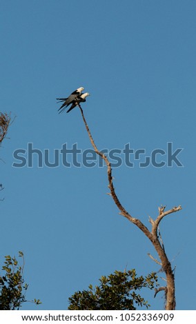 Two Swallow-tailed kite birds mate on top of a dead tree in the Corkscrew Swamp Sanctuary of Naples, Florida