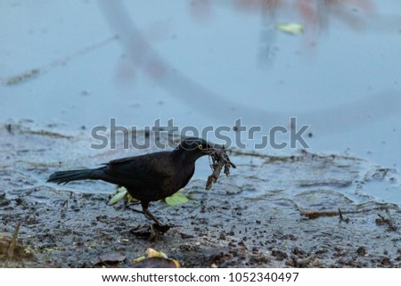 Fish crow bird Corvus ossifragus forages for food in a marsh in Naples, Florida