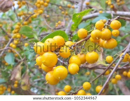 Fruits of Celastrus orbiculatus