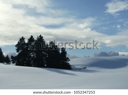 Silhouette of Trees in Front of a Cloudy Blue Sky on a Snowy Hilly Landscape- Isolated 