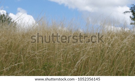 Beautiful view of a field of tall dry grass