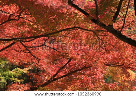 Autumn Leaves Of Eikan-do Zenrin-ji, kyoto