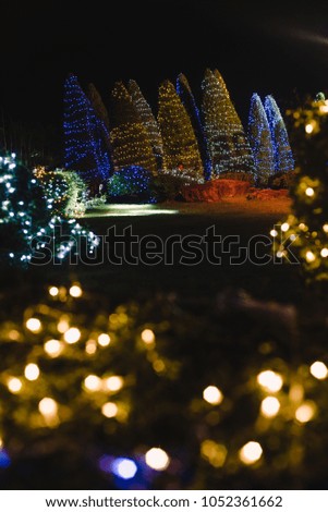 Fairy lights in tree