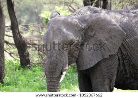 A big elephant of Africa tanzania is grazing on grass close up picture