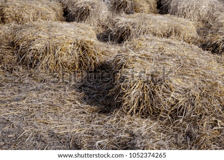 Dry straw hay in piles for abstract natural background
