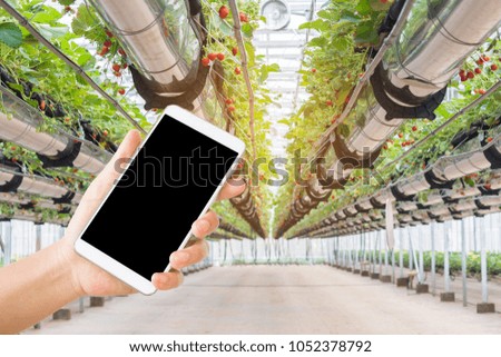 woman use mobile phone and the hydroponics strawberry farm in Thailand