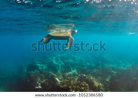 Turtle in the Ocean