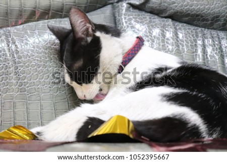 Black and white cat lay down on leather sofa in living room with happy new year colourful sign