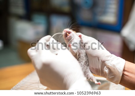 Research staff are injecting the mouse into animals,Experimental animals,Vaccine test on laboratory mouse Lab rats.
