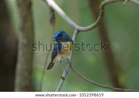 Blue-throated Blue Flycatcher  (Cyornis rubeculoides) on a branch in nature Thailand