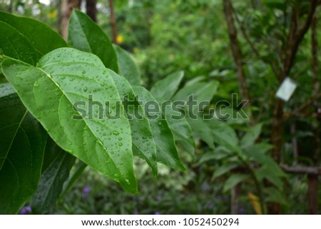 leaves in the rainy morning 