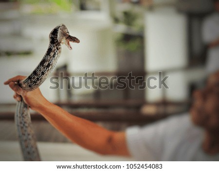 snake show at the red cross in Thailand