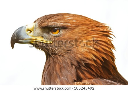 head of golden eagle isolated Royalty-Free Stock Photo #105245492