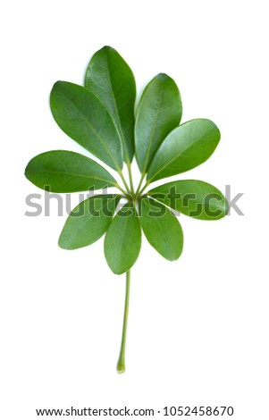 Green leaves on a white background.