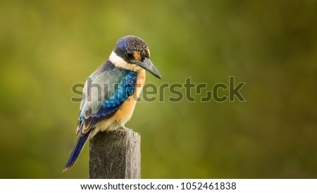 The forest kingfisher also known as the Macleay's or blue kingfisher