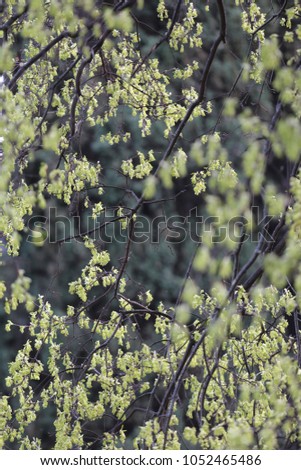 Close up view of green leaves and yellow flowers of acer monspessulanum tree, sapindaceae family. Small three-lobed leaves, Flowers produced in pendulous and yellow corymbs. Natural outdoor picture.