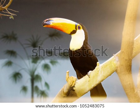 Toucan Toucans with their huge beak 