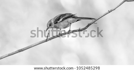mocking bird perched