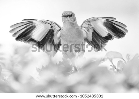 mockingbird stretches wings