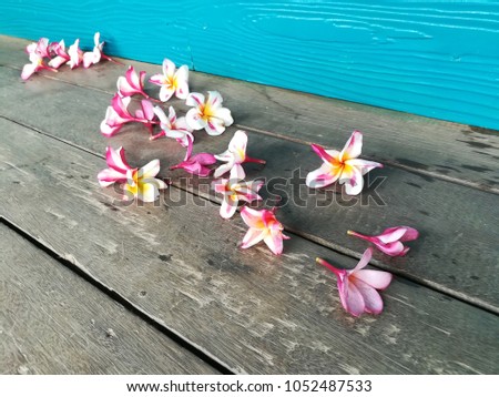 Frangipani flower (Temple Tree, Pagada Tree) are placed on a brown wooden floor. There is a blue wooden wall as background.  Pink and purple flowers