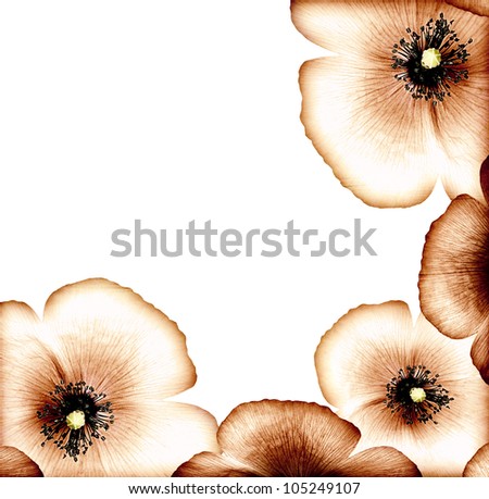 Grunge poppy, floral natural brown border, dry wildflower card, abstract background, decorative bloom design, vintage old style picture, big beautiful flower head isolated on white, macro on petals