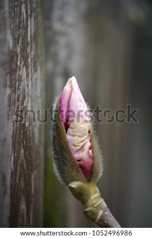 A bud of pink magnolia on a dark brown wooden background. Romantic background.
