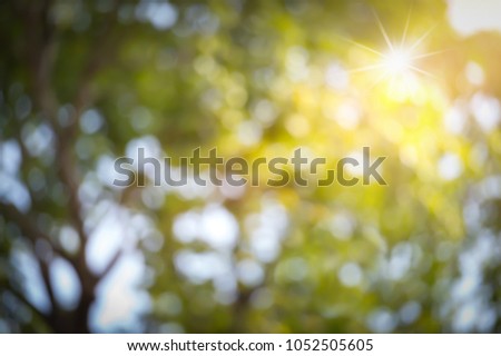 Abstract tree bokeh light against the sun