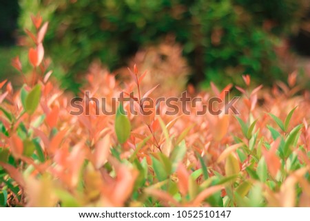 Orange foliage green background is popular