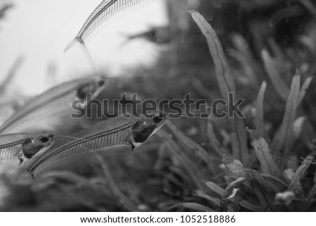 The  asian glass catfish in an aquarium . Royalty-Free Stock Photo #1052518886