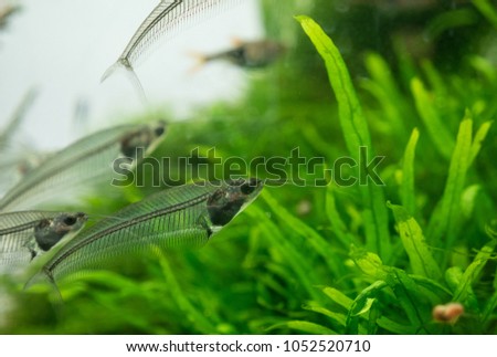 The  asian glass catfish in an aquarium . Royalty-Free Stock Photo #1052520710