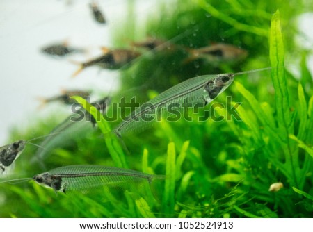 The  asian glass catfish in an aquarium . Royalty-Free Stock Photo #1052524913