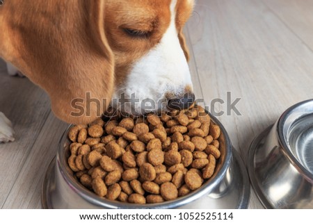 Beagle dog eating tasty food from bowl. Theme of dog's feed. Royalty-Free Stock Photo #1052525114