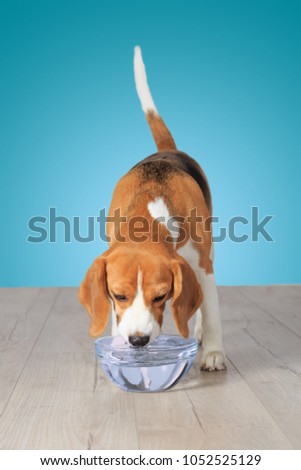 Beagle dog drinking water on blue wall background Royalty-Free Stock Photo #1052525129