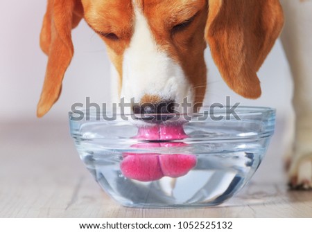Beagle dog drinking from transparent bowl closeup view. Dog quenches thirst after training. Royalty-Free Stock Photo #1052525132