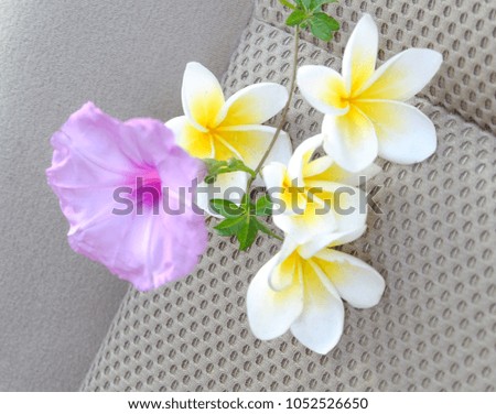 Beautiful pink and White  flowers on an abstract background.Close-up.