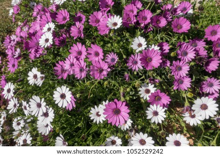 Flowers White and violet daisies in the garden