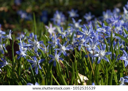 Closeup of a cluster of blue blooming blossoms of Forbe's glory of the snow (scilla forbesii / chionodoxa forbesii) in early spring
