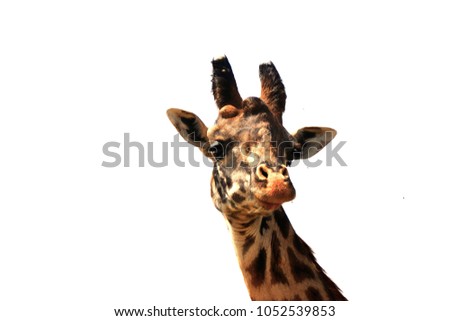 Funny cute giraffe with white background