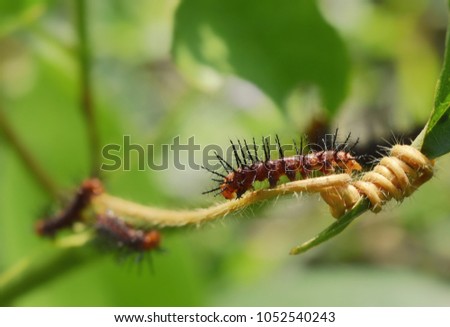 Butterfly caterpillar (Tawny Coster) on the vine